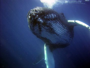 photo-by-noaa-national-oceanic-and-atmospheric-administration