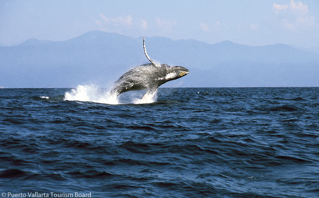 Whale Watching