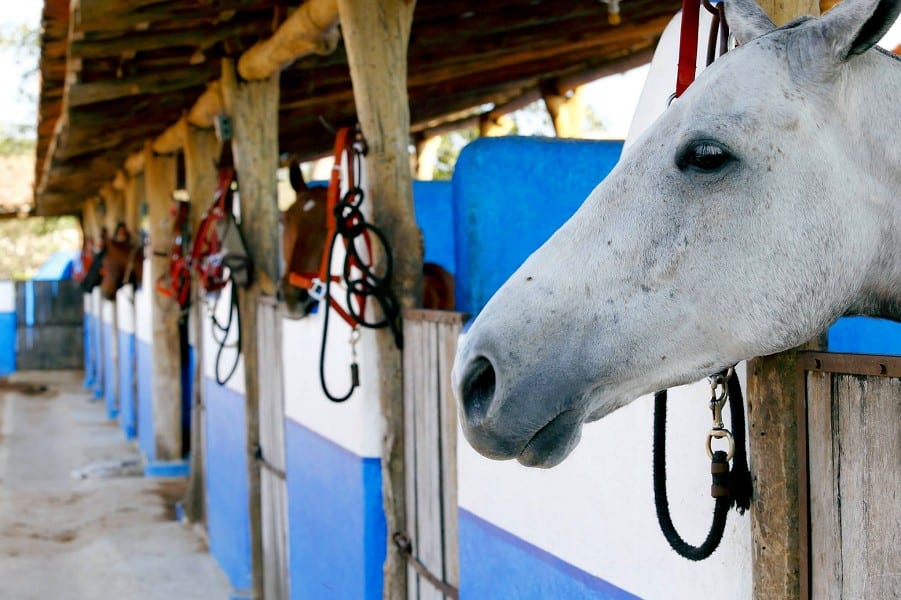 Mexico Polo Season