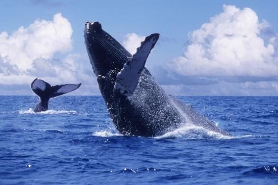 Whale Season Banderas Bay