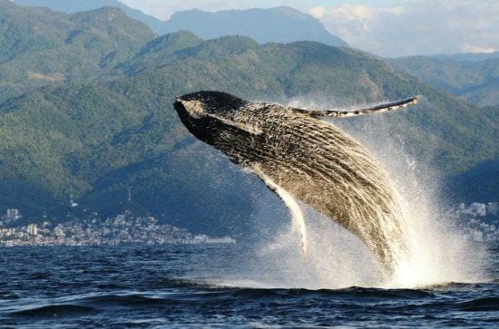 Whale season on Banderas Bay
